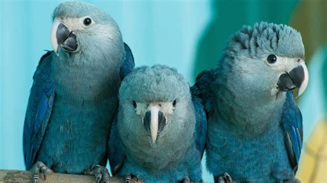 Cute Blue Bird From Rio Now Believed To Be Extinct In The Wild