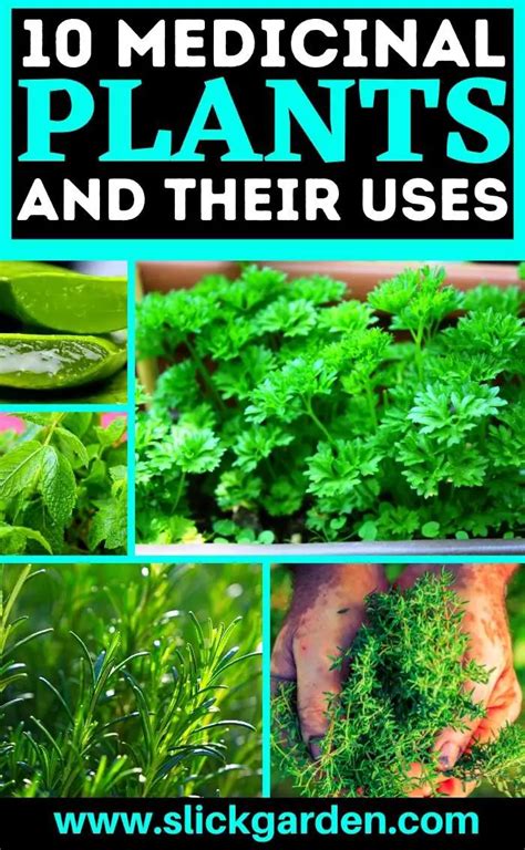 Medicinal Plants And Their Uses Slick Garden