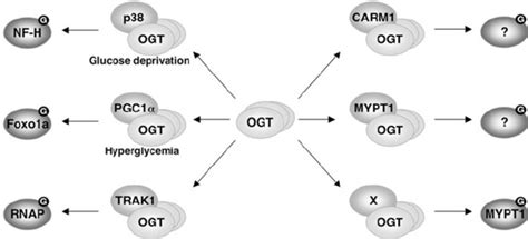 Ogt Is Recruited By Its Interacting Proteins Under Different Conditions