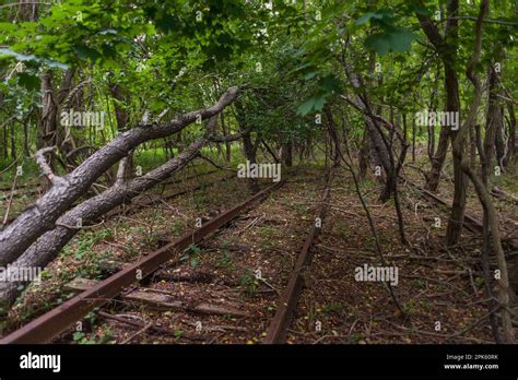 Abandoned Railyard Deep In The Woods Stock Photo Alamy