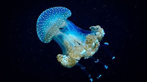 Читайте о самые опасные медузы в мире топ 10