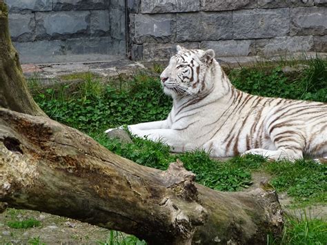 White Tiger Cub Tiger Animals Hd Coolwallpapersme