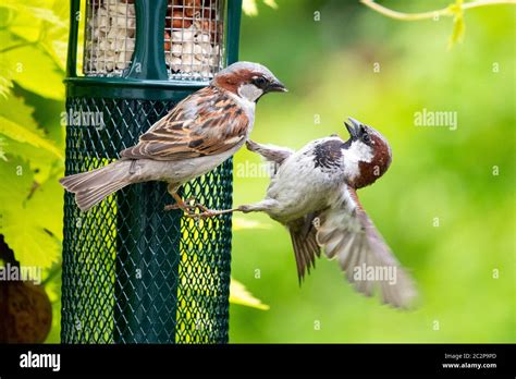 Male House Sparrows Passer Domesticus Fighting On Bird Feeder Filled With Suet And Peanuts