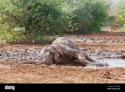 Elephant Loxodonta Africana Rolling In Mud In A Watering Hole