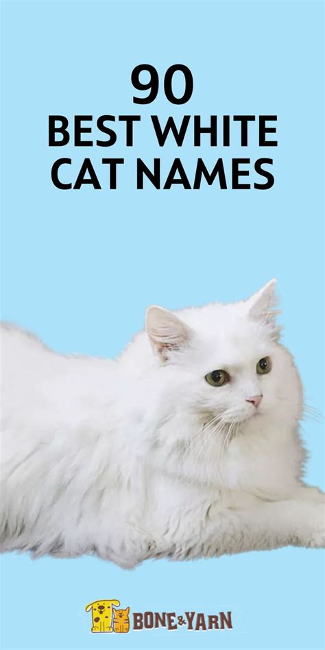 White Cat Names: 90 Names for the Rarest Feline Color in 2021 | Cat