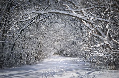 Path In Snowy Winter Forests Photograph By Elena Elisseeva Fine Art