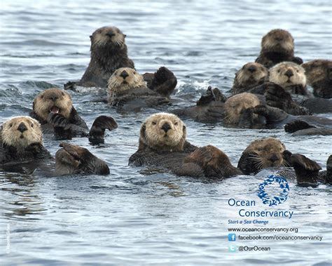 Sea Otter Wallpaper 1280x1024 59015