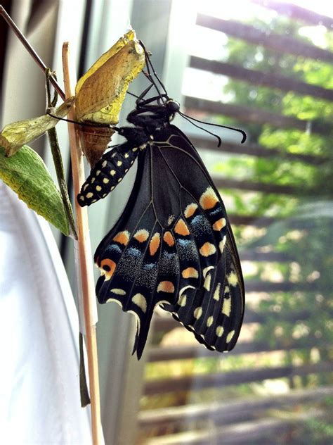 Eastern Black Swallowtail Butterflies Everywhere Heres How To Raise