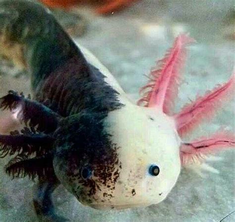 Pin By Rumi On Le Monde Marin Axolotl Pet Axolotl Cute Pretty Animals