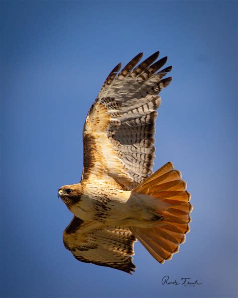 Red Tailed Hawk In Colorado Digital Print Etsy