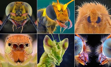 Macro Images Reveal Faces Of Tiny Insects Daily Mail Online