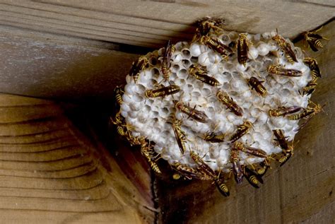 We did not find results for: How to Get Rid of Yellow Jackets in 5 Easy Steps | MYMOVE