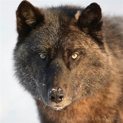 Black Wolf Over 1080 X 1080 Wolf Dual Wide 1080p Wallpapers Hd