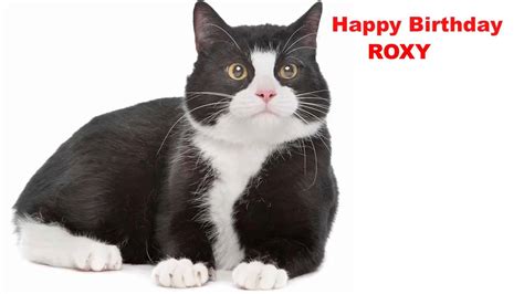 Roxy Cats Gatos Happy Birthday Youtube