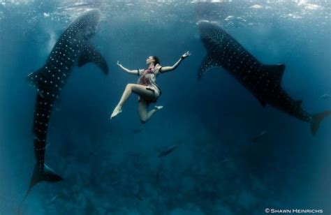 Stunning Whale Shark Photos Aim To Help At Risk Species Artofit