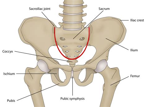 The pelvis is an anatomically complex and functionally informative bone that contributes directly to both human locomotion and obstetrics. Pelvic stress fracture: a rare but real risk in distance ...