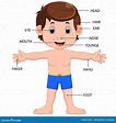 Body Parts Diagram Kids - Ashlee Orozco