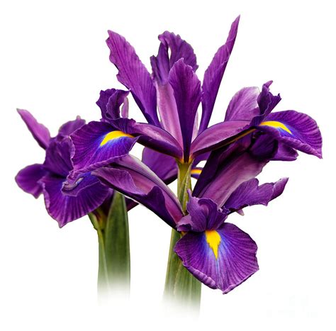 Elegant Dutch Iris Purple Sensation Photograph By Hui Sim Fine Art America