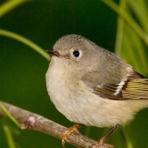 Ruby Crowned Kinglet National Geographic