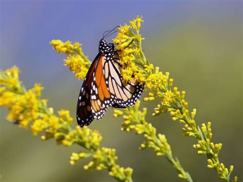 Will These Monarch Look Alikes Fool You National Wildlife Federation