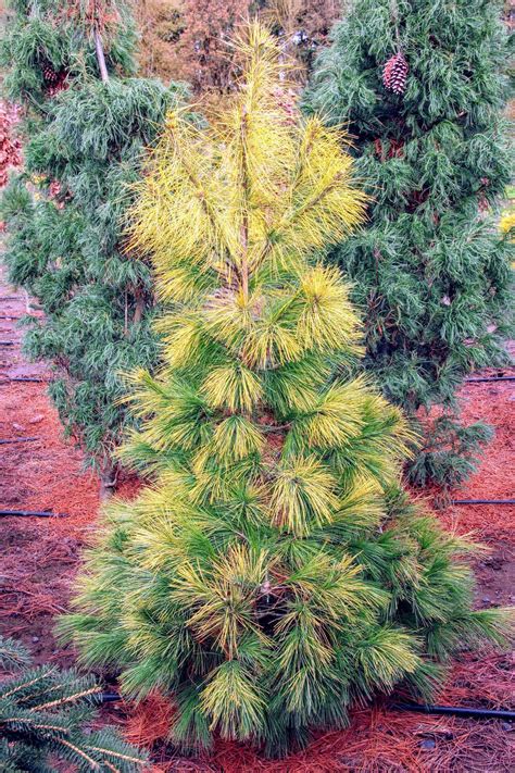 Pinus Strobus Louie Eastern White Pine Conifer Kingdom