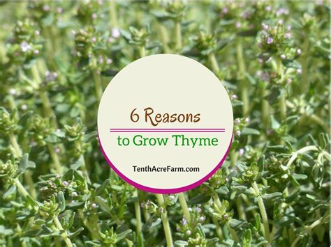 6 Reasons To Grow Thyme In The Herb Garden Growing Herbs Herb Garden