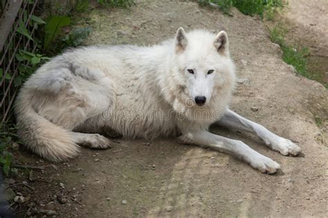 Arctic Wolf Canis Lupus Arctos Stock Image Image Of