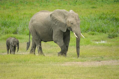 Free Stock Photo Of African Elephant Elephants