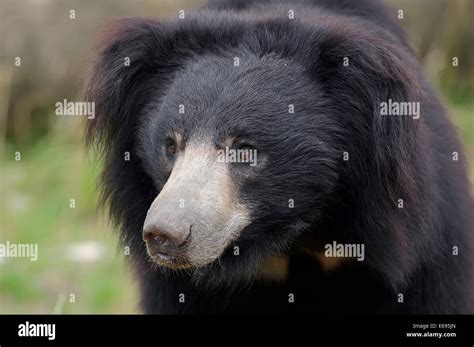 Sloth Bear Melursus Ursinus Ursus Ursinus Portrait Native To South