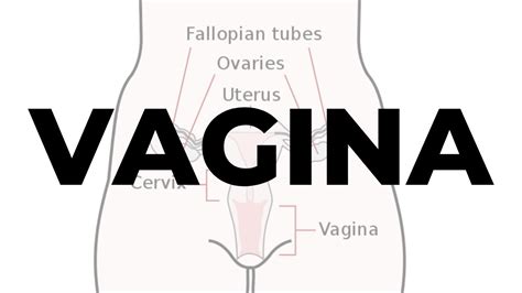 Vagina Internal Genitalia Of Female Gynaecology Studywithim