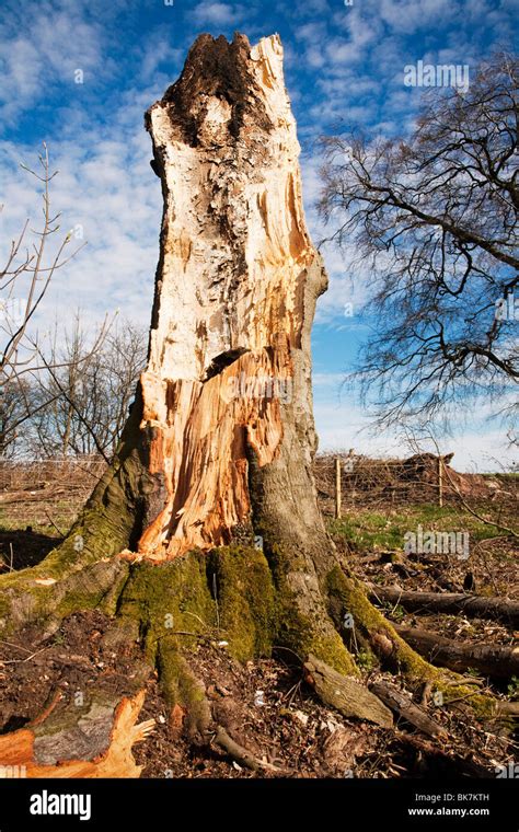 Un Viejo árbol Podrido Derribado Por Razones De Seguridad Y Roto En