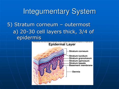 Ppt Integumentary System Powerpoint Presentation Free Download Id