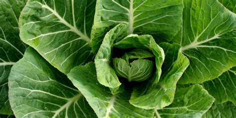 Many people are scared to cook fresh collards for the hassle of having to wash away the grit and fearing the texture to when you prepare to cook your collards, the first step you need to take is not to reach for the spices, but for the sink. Recipes with dark leafy greens