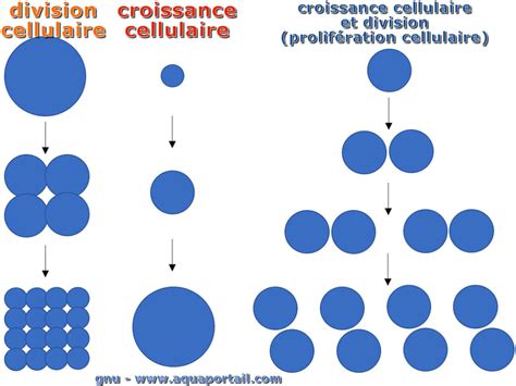 Croissance Cellulaire Définition Et Explications