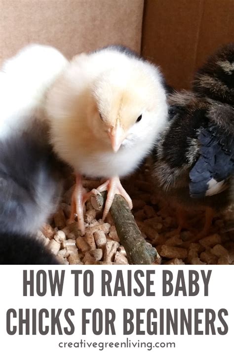 Raising Baby Chicks For Beginners Baby Chicks Raising Raising