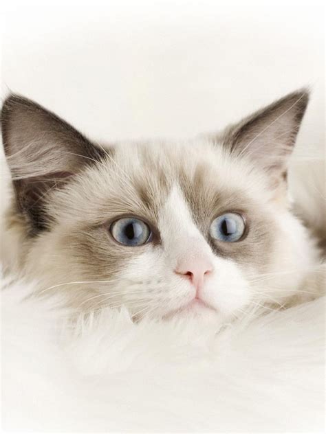 Free Download 55 Ragdoll Kitten Wallpapers Download At Wallpaperbro