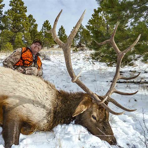 Elk Rifle Hunt In Montana