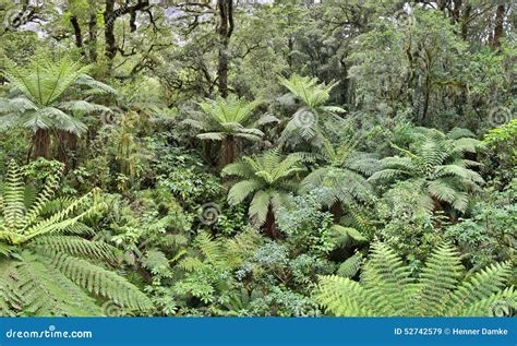 Temperate Rainforest With Fern Trees Fjordland New Zealand Stock