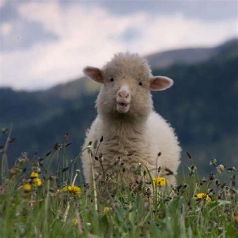 76 Best Images About Gods Smiles On Pinterest Cute Lamb Eid Mubarak
