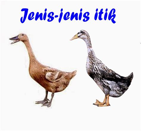 Check spelling or type a new query. JENIS-JENIS ITIK