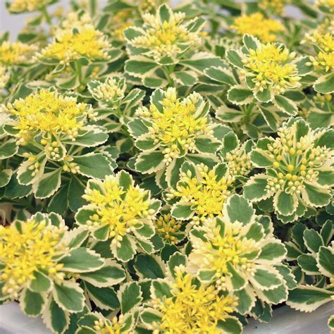 Sedum Atlantis Evergreen Perennial Variegated Flowering Garden