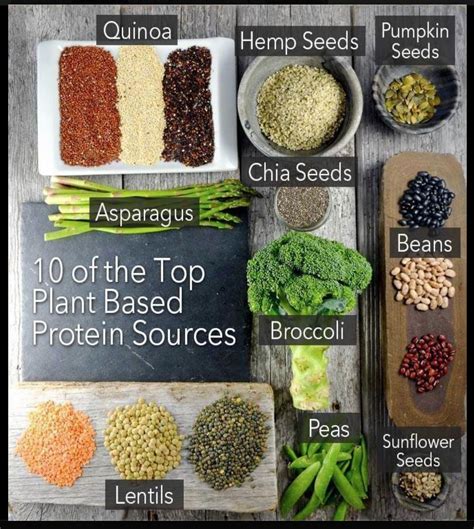 Plant Based Sources Of Protein Preview Hot Sex Picture