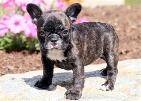 39 Baby Puppy French Bulldog Picture Bleumoonproductions