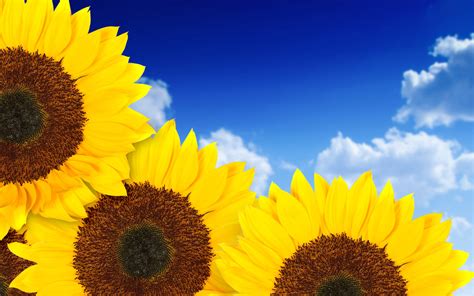 Pure Yellow Sunflowers Wallpapers Wallpapers Hd
