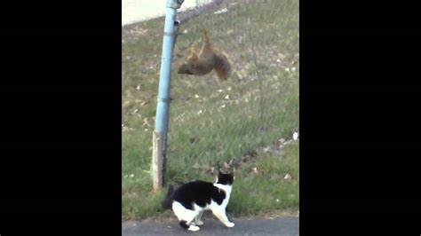 Cat Vs Squirrel Youtube