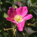 Heimische Apfelrose - Rosa villosa - rosa