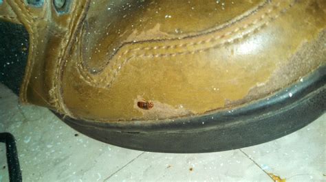 Pests We Treat Bed Bugs In Asbury Park Nj Bed Bug On Shoe In