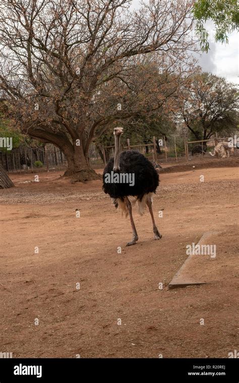 Common Ostrich At Safari Ostrich Farm Oudtshoorn South Africa Stock