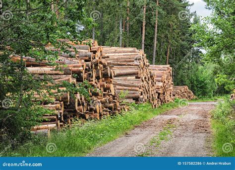 A Big Pile Of Wood In A Forest Road Stock Photo Image Of Forestry