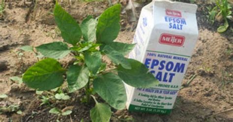 However, these are different from epsom salts that are used for gardening, as they contain aromas and perfumes ^ what is epsom salt and why is it so important for my cannabis garden?. Here's Why Every Gardener Should Always Keep A Supply Of ...